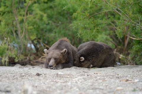 Курильское озеро: один день из жизни с медведями