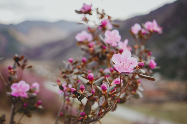 Майский тур:  цветение маральника на Алтае 5 дней, 2021